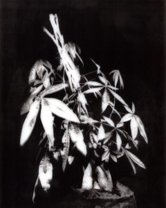 Jaya Pelupessy, Traces of the Familiar, 2015 (zeefdruk)